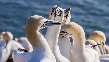 九游app官网下载-青年才俊崭露头角：未来巨星的成长之路，青年才俊,未来可期