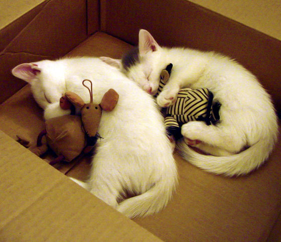 大牌球星的欧冠“巅峰时刻”回顾,欧冠冠军排名球队排名