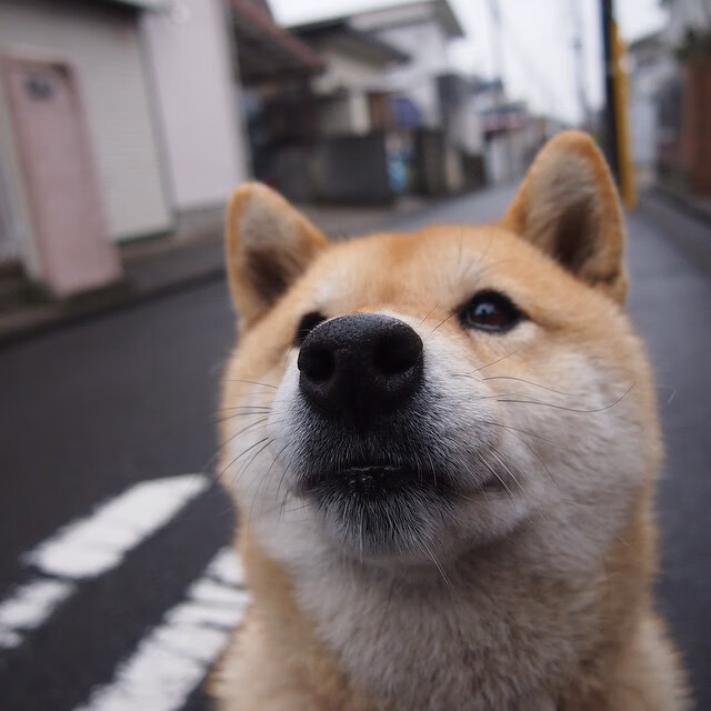 意甲“经典防守反击”战术:稳扎稳打,逐步得分,经典意大利防守反击战术