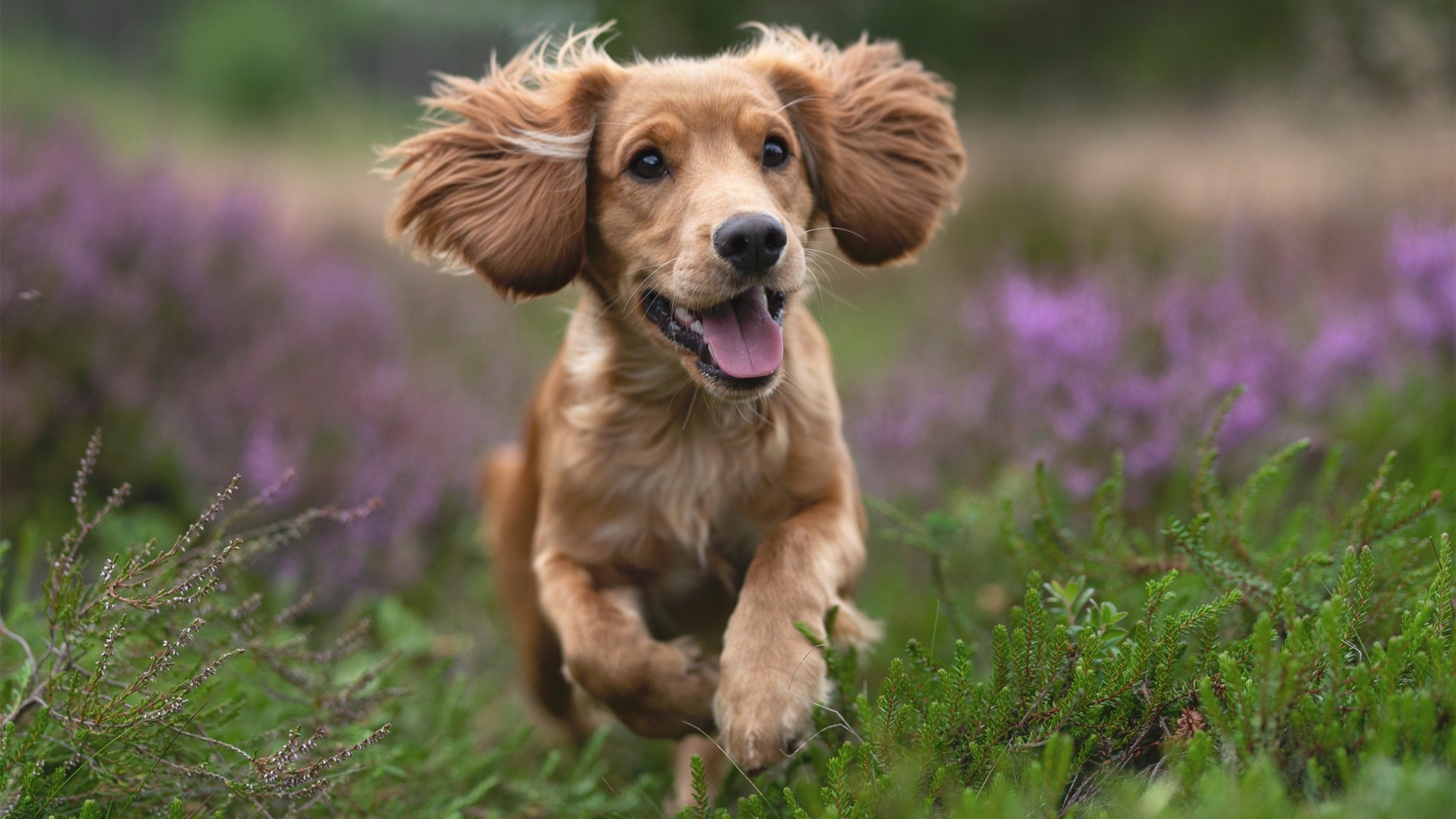 德甲激烈碰撞,球迷支持不断提升,德甲 球迷
