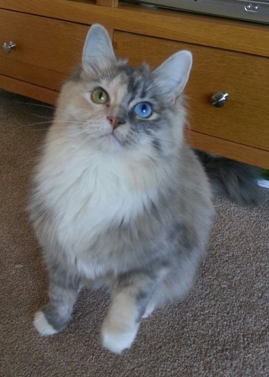 炉石传说 线上赛事奖金创新高，炉石比赛奖金多少