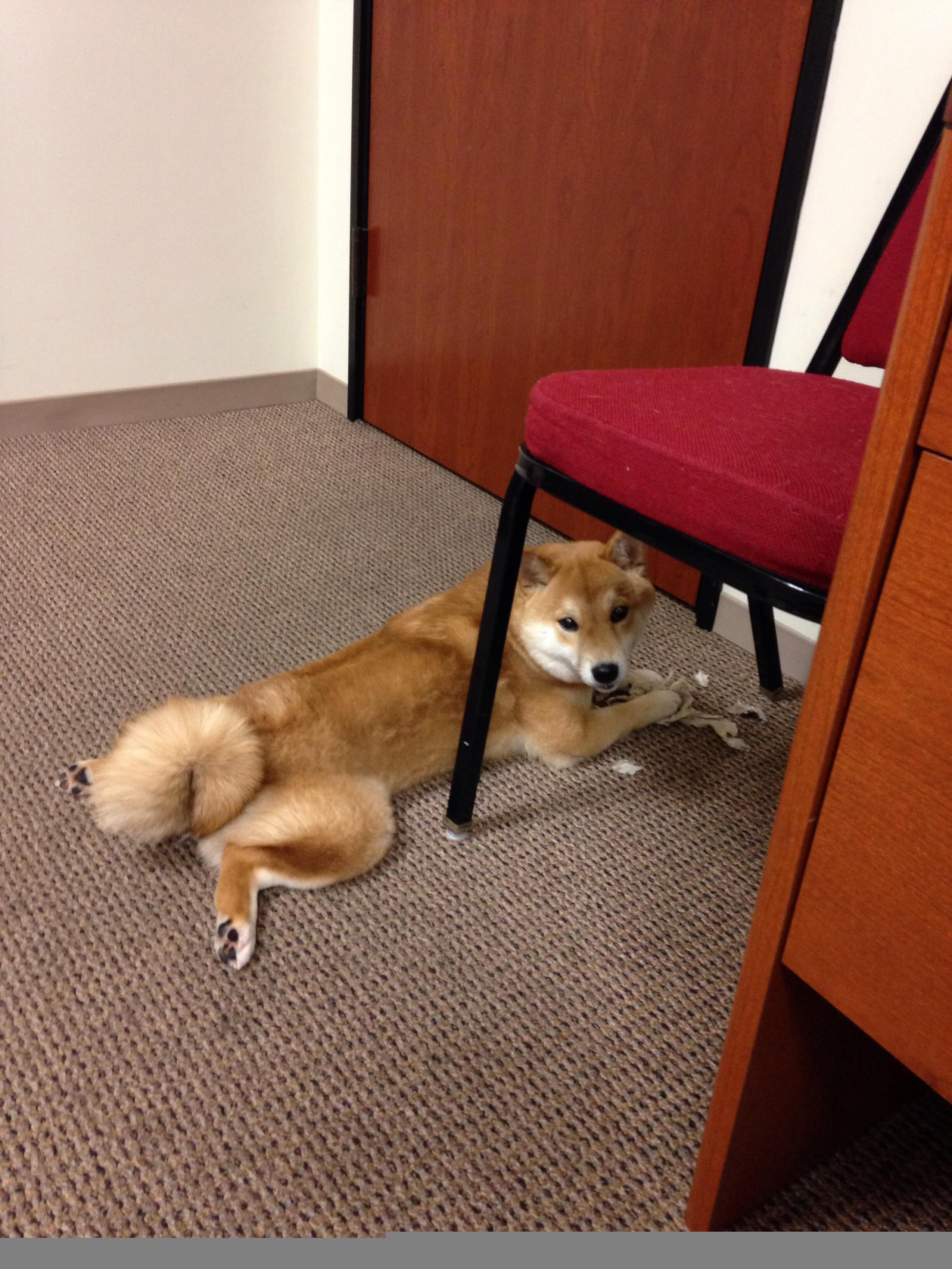 英格兰马术协会引入智能马鞍系统,实现实时数据监测与分析,提升骑乘体验。