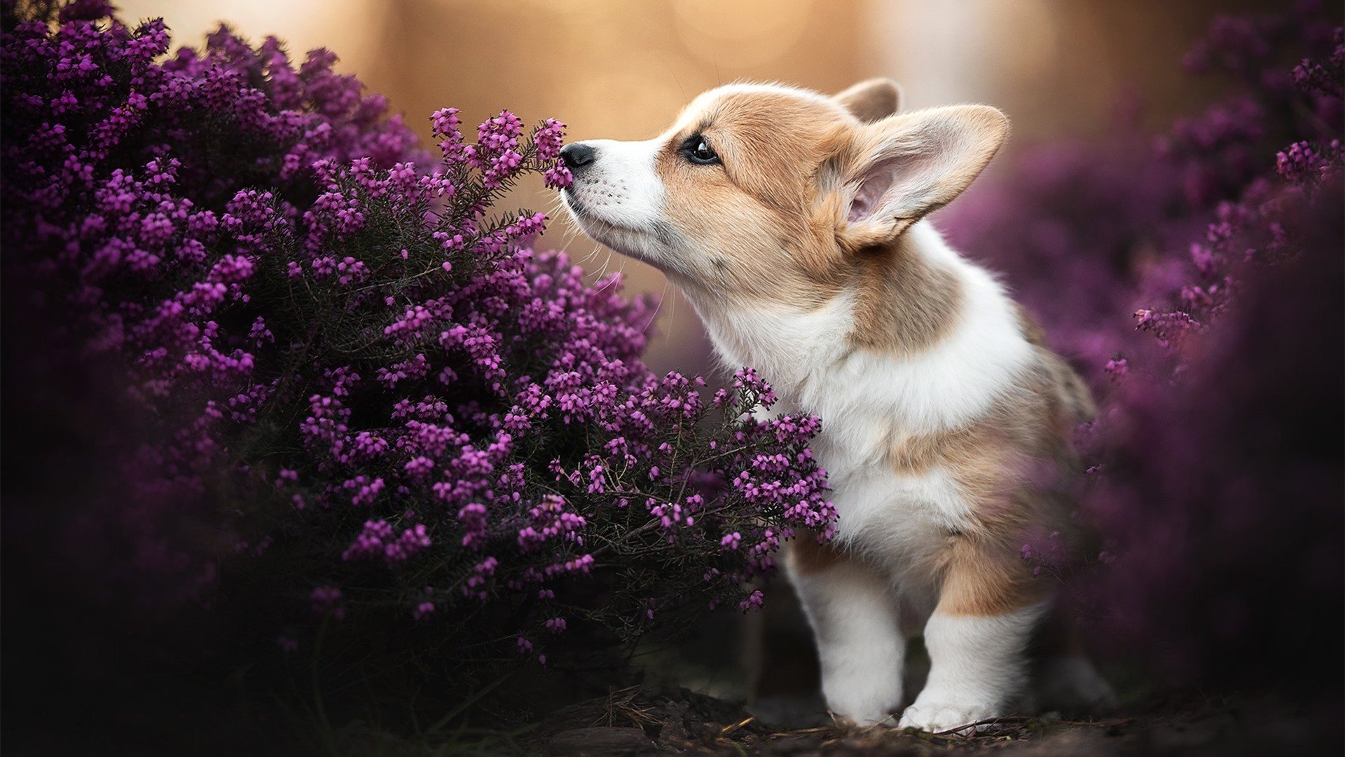 阿根廷马术学院推出青少年培训计划,培养未来马术明星。,阿根廷赛马