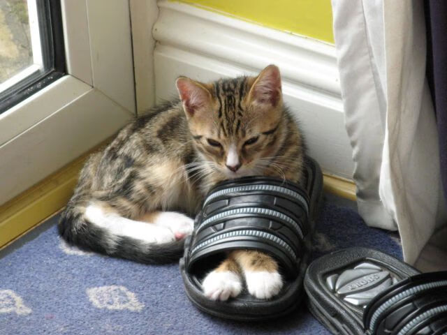 佛罗伦萨力争取胜,塞维利亚队屡战屡败,塞维利亚vs萨尔