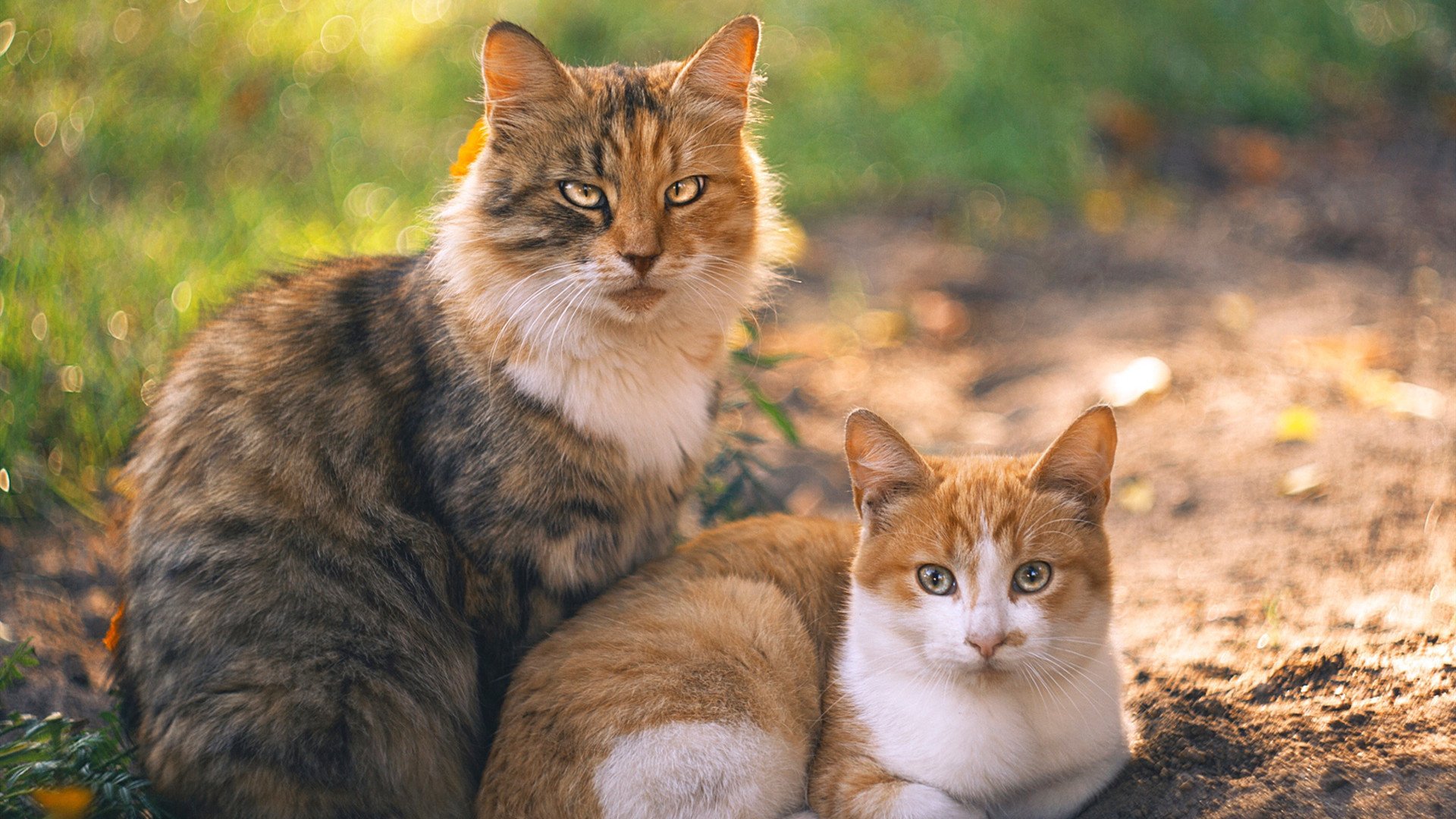 勇士逆转雄鹿,系列赛焦点战中库里三分雨不断,组图_勇士逆转雄鹿 库里遭严防字母哥兄弟