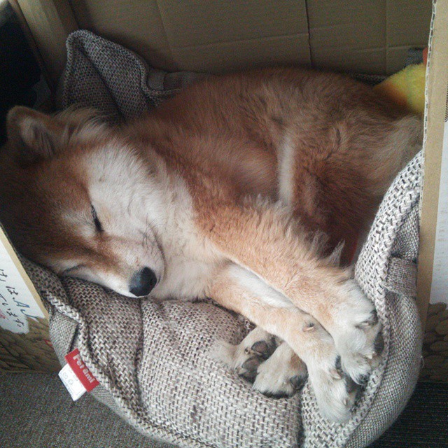 九游app官网下载-加拿大联赛观众热情持续提升，加拿大职业联赛直播